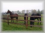 PA270028_th.jpg 4,4K