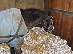 Newmarket_06_III_27_th.jpg 5.7K
