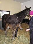 Newmarket_06_III_72_th.jpg 5.1K