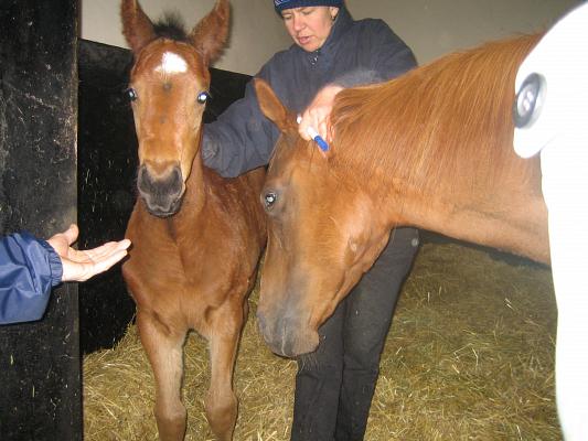 Newmarket_06_III_73.jpg 37.1K