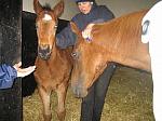 Newmarket_06_III_73_th.jpg 5.2K