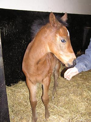 Newmarket_06_III_75.jpg 28.6K