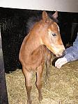 Newmarket_06_III_75_th.jpg 5.6K