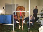 Newmarket_06_III_84_th.jpg 5.2K