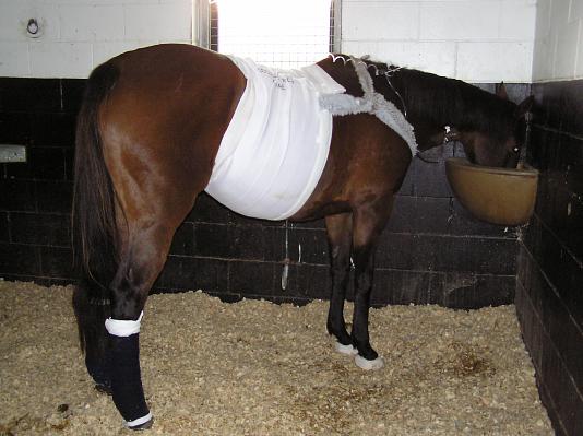 Newmarket_06_III_86.jpg 35.6K