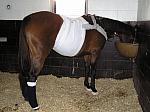 Newmarket_06_III_86_th.jpg 4.8K