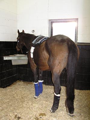 Newmarket_06_III_87.jpg 21.5K