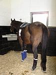 Newmarket_06_III_87_th.jpg 4.8K
