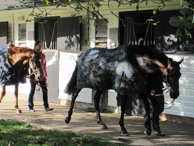 Newmarket_2009_090.jpg