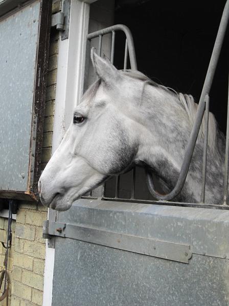 Newmarket_2009_149.jpg