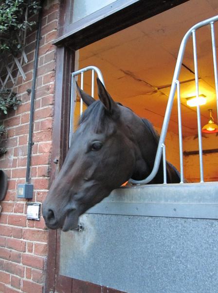 Newmarket_2009_155.jpg