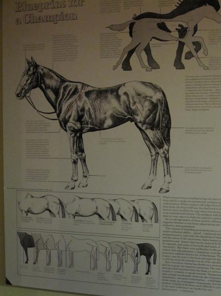 Newmarket_2009_160.jpg