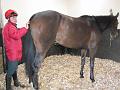 Newmarket_2009_002