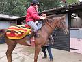 Newmarket_2009_005