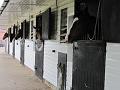Newmarket_2009_014