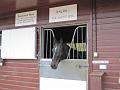 Newmarket_2009_027