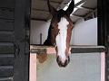 Newmarket_2009_061