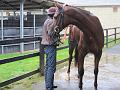 Newmarket_2009_074