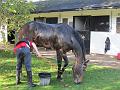 Newmarket_2009_087