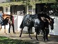 Newmarket_2009_090