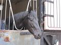 Newmarket_2009_119