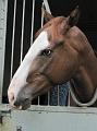 Newmarket_2009_148