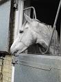 Newmarket_2009_149
