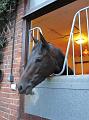 Newmarket_2009_155