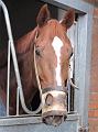 Newmarket_2009_156