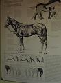 Newmarket_2009_160