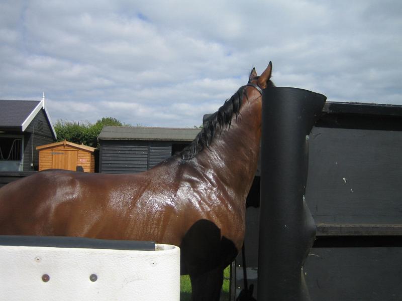 Newmarket_2010_032.jpg
