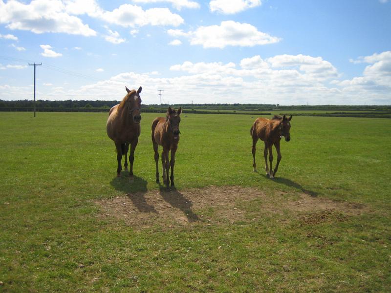 Newmarket_2010_067.jpg