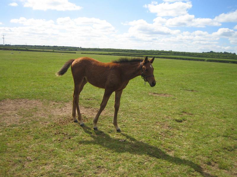 Newmarket_2010_068.jpg
