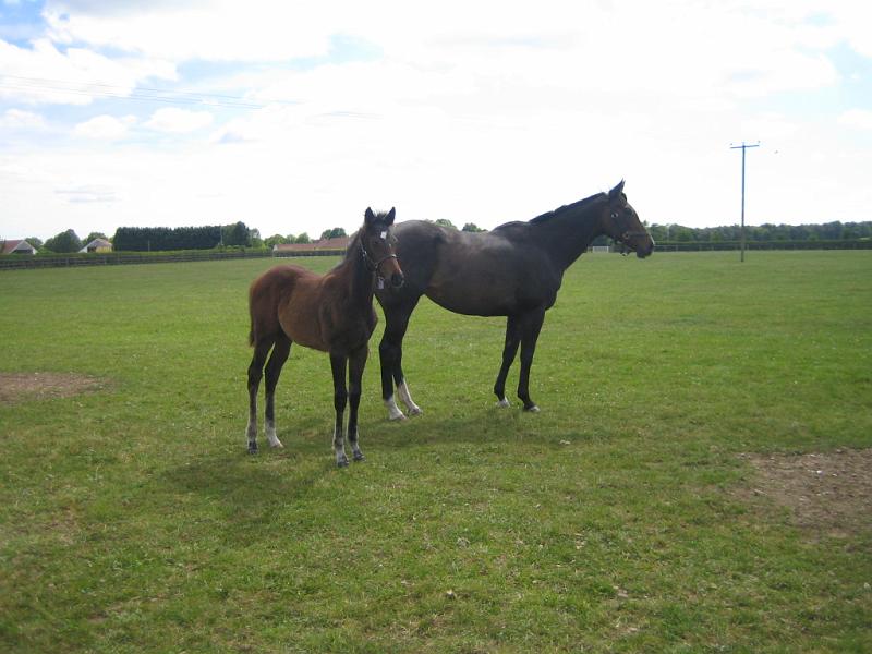 Newmarket_2010_069.jpg