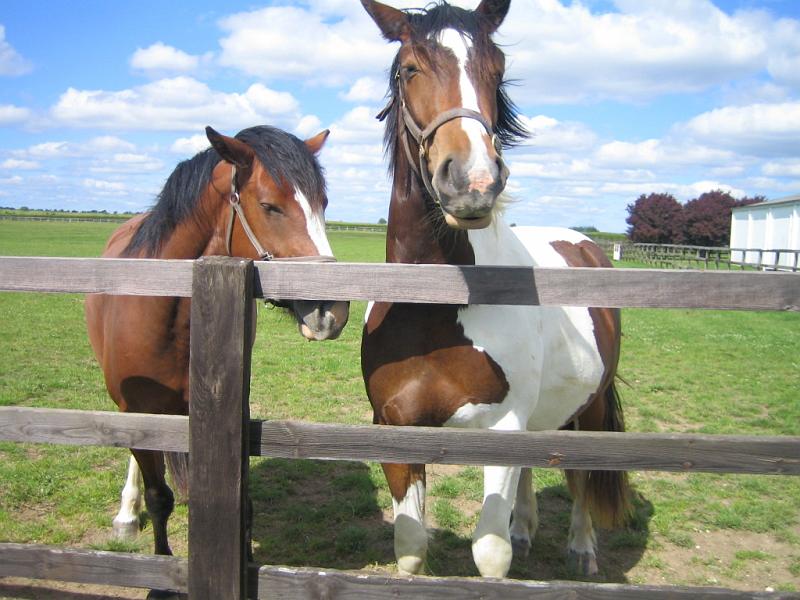 Newmarket_2010_070.jpg