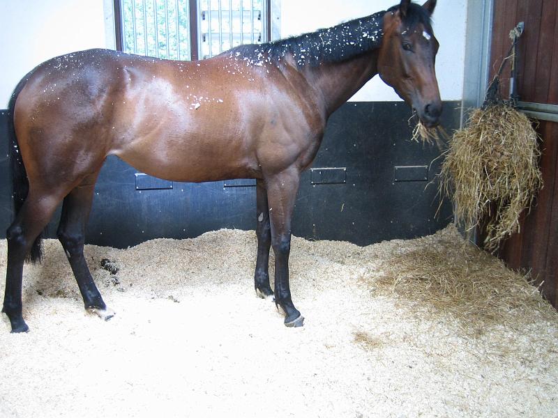 Newmarket_2010_171.jpg