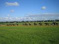 Newmarket_2010_006