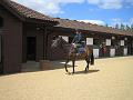 Newmarket_2010_023