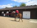 Newmarket_2010_025