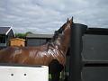 Newmarket_2010_032