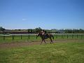 Newmarket_2010_048