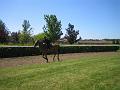 Newmarket_2010_049
