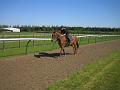 Newmarket_2010_057