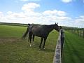 Newmarket_2010_064