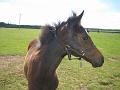 Newmarket_2010_065