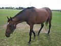 Newmarket_2010_066