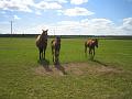 Newmarket_2010_067