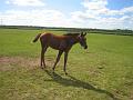 Newmarket_2010_068