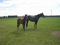 Newmarket_2010_069