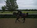 Newmarket_2010_076